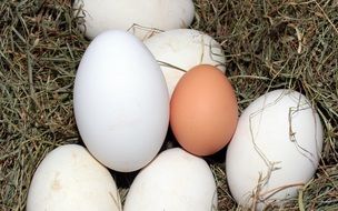 geese and hen eggs