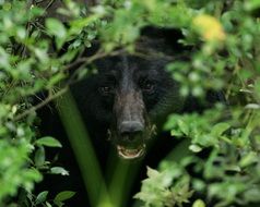 Black Bear in bush