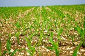 Cornfield Corn Field Arable nature