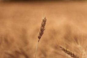 spike on wheat field close up