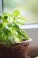 green basil in a flower pot on a windowsill