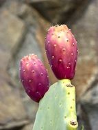 Prickly pink Pear