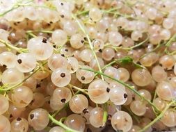 white currant