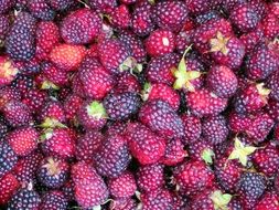 juicy and appetizing Raspberries Market