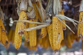 yellow sweetcorn