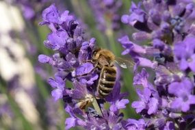 Bee on the Lavender flowers