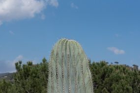 desert plant cactus