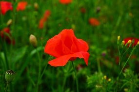 Klatschmohn Poppy open Flower Poppy