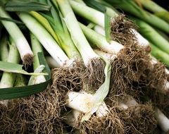 Leeks Green Roots