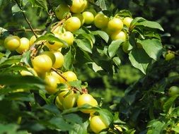 yellow plums on a branch with green leaves