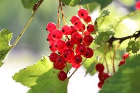 red currant on a bush with green leaves