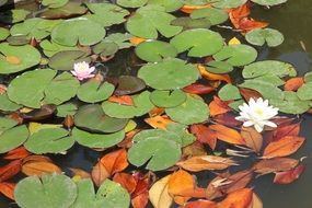 Waterlilies flower