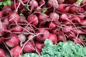 harvested beets