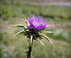 flower of a thistle in the bright sun close up