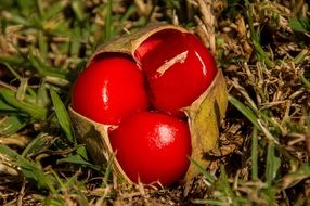 Red Fruit Berries Tamarind