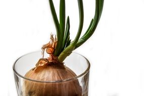 Onion bulb with green leaves in glass