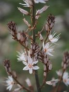 fragrant asphodel close-up on blurred background