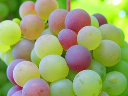 Grape Cluster