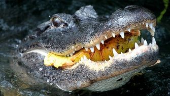 Alligator Head with sharp teeth