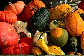 Different varities of the pumpkin in the autumn