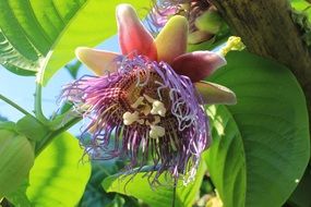 passion fruit like a beautiful flower