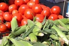 tomatoes and corns on the farmer's market on a sunny day