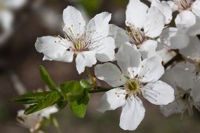 white flowers of plum tree close-up