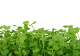 green healthy cress salad