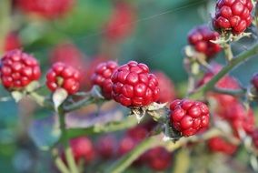 vitamins Blackberry