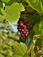 Beautiful grape plant with the leaves in autumn