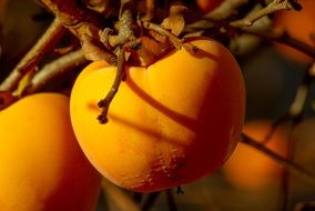 persimmon as a healthy fruit on a tree on a blurred background