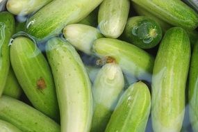 Cucumber green in water