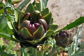 nice Artichoke Plant