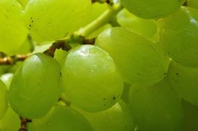 Photo of grapes closeup