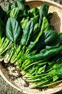 fresh green spinach in a wicker basket