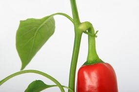 beautiful delicious pepper