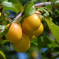 Yellow Plums on a branch close-up on a blurred background