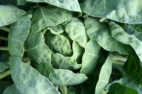 green Cabbage Garden