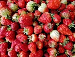 garden strawberry harvest