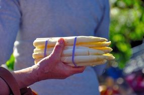 white asparagus in hand