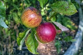 closeup view of apple fruits on a branch