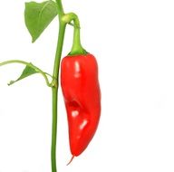 isolated red pepper