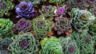Varieties Of Kale in Vegetable Garden