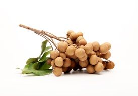 Longan or Dimocarpus
