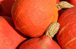 red kuri squashes