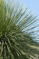 desert Plant Wild Nature Thorny