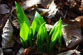 green sprout on the ground in spring