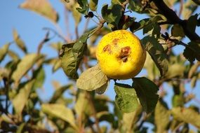 yellow Apple with spots in face form on tree