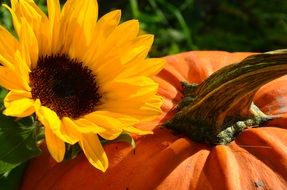 orange pumpkin and yellow sunflower