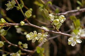 plum tree in spring